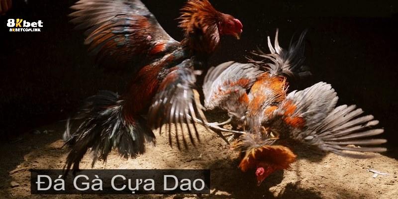 Tìm hiểu luật chơi đá gà cựa dao chuẩn cho người mới