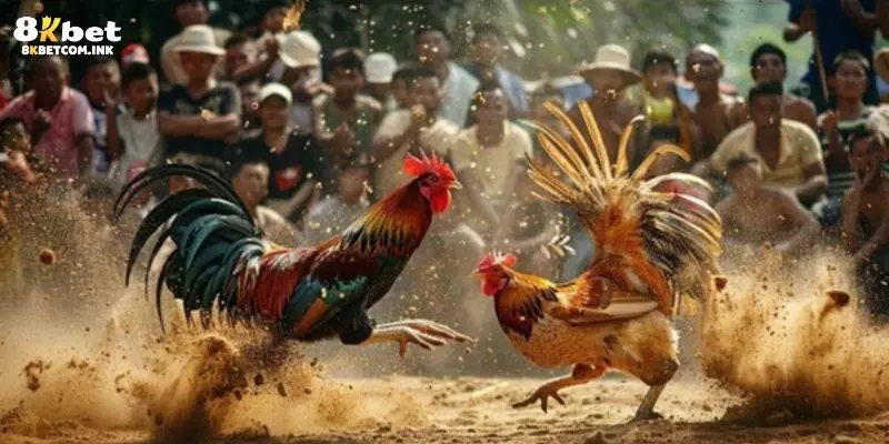 Lợi ích khi trải nghiệm xem chọi gà 4k