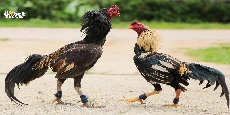 Bỏ túi kinh nghiệm chơi đá gà cựa dao bất bại cho newbie