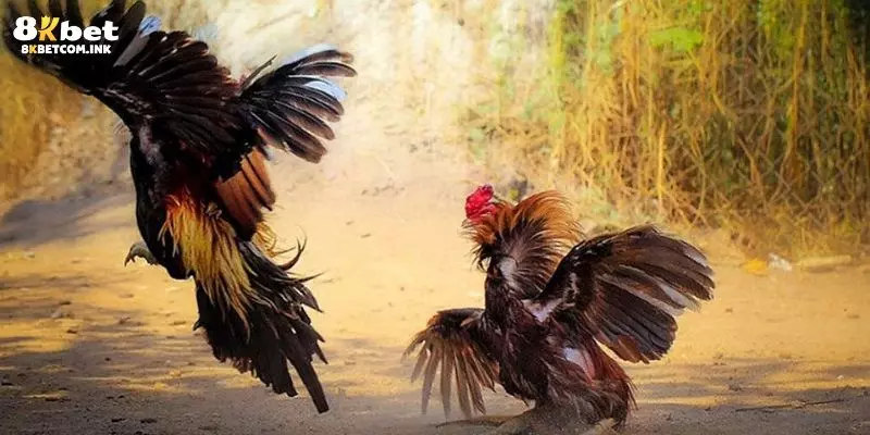 Khám phá 8kbet - Địa chỉ xem chọi gà 4K uy tín