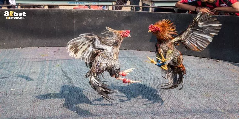 Đánh giá người dùng qua các trang đá gà uy tín